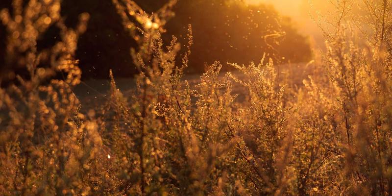 MYLZH53：探索编程社区如何塑造开发者的未来