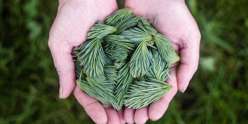 基于MYLZH的微前端架构设计：后端视角下的模块联邦实践解析