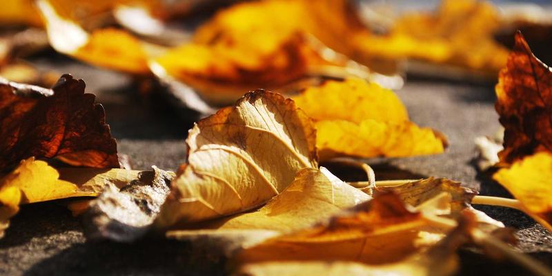 深入MYLZH插件生态系统：前端开发者如何构建与发布自定义插件