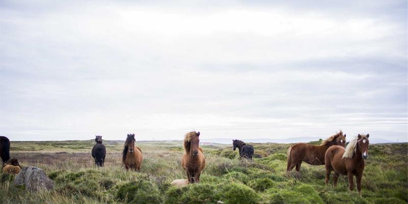 赛博朋克风格下的后端架构演进：MYLZH框架微前端实践，将个人博客拆分为独立可部署子系统