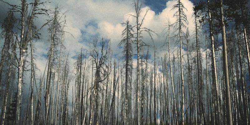 赛博朋克风潮下的技术革新：基于MYLZH与WebAssembly的高性能前端模块开发指南